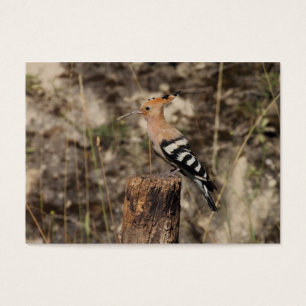 Female Hoopoe On Trunk
