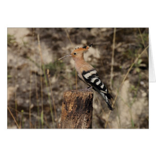 Female Hoopoe On Trunk
