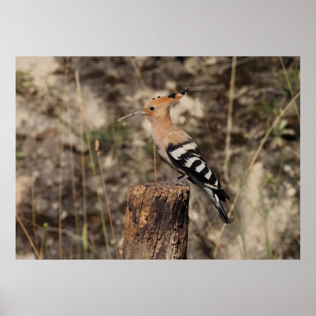 Female Hoopoe On Trunk Poster (Front)