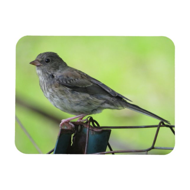 Female House Sparrow Magnet (Horizontal)