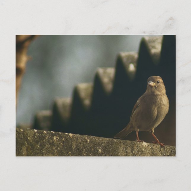 Female House Sparrow Postcard (Front)