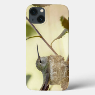 Female hummingbird on her nest iPhone 13 case