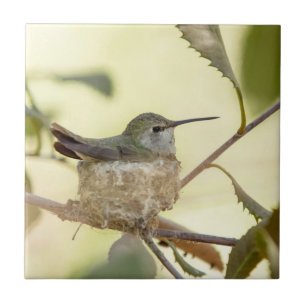 Female hummingbird on her nest ceramic tile
