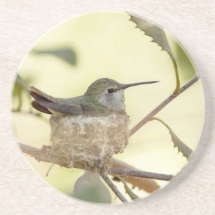 Female hummingbird on her nest coaster