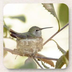 Female hummingbird on her nest coaster