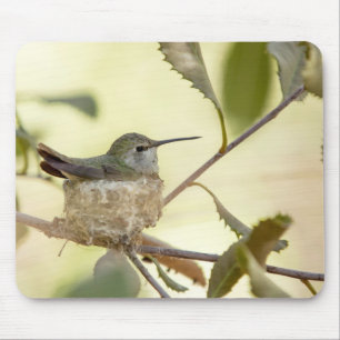 Female hummingbird on her nest mouse pad