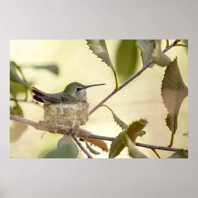 Female hummingbird on her nest poster (Front)