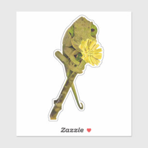 Female Jackson’s Chameleon