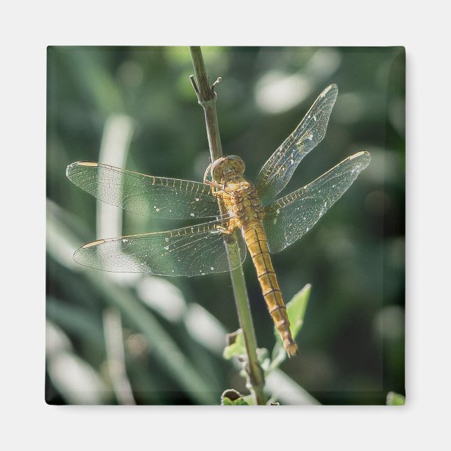 Female Keeled Skimmer Dragonfly Magnet (Front)