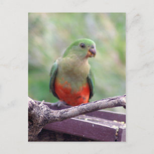 Female king parrot postcard