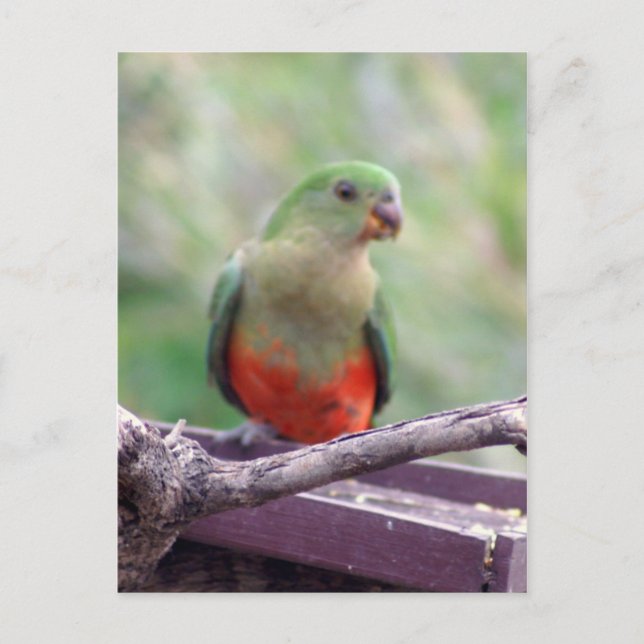 Female king parrot postcard (Front)