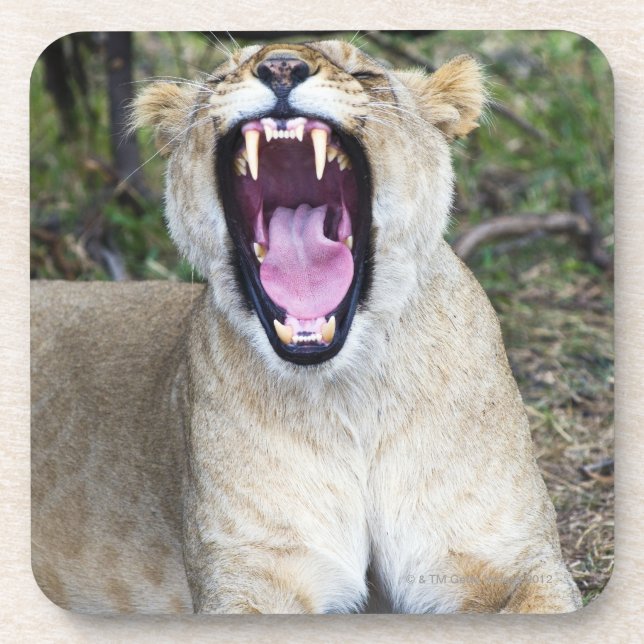 Female lion (Panthera leo), Masai Mara National Coaster (Front)