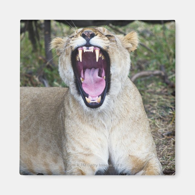 Female lion (Panthera leo), Masai Mara National Magnet (Front)