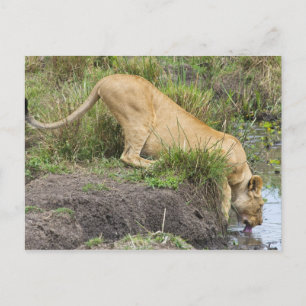 Female lion (Panthera leo), Masai Mara National Postcard