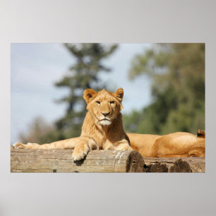 Female Lion Poster