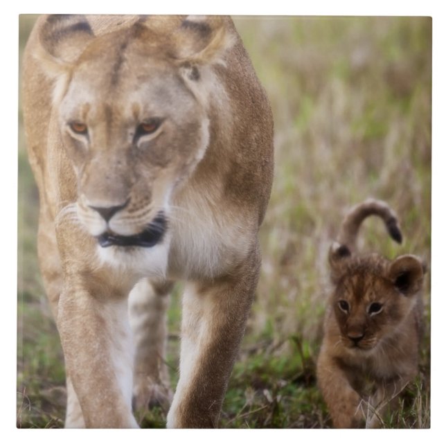 Female Lion with Cub Ceramic Tile (Front)