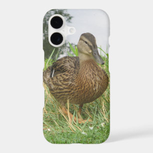 Female Mallard Duck