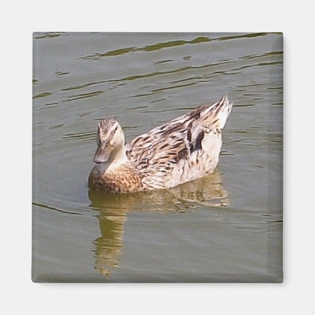 Female Mallard Duck 3 Magnet (Front)