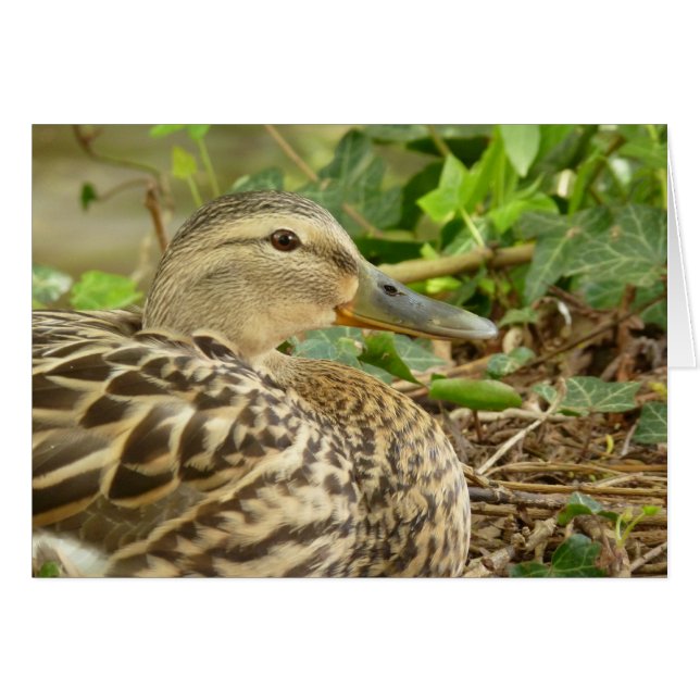 Female Mallard Duck Card (Front Horizontal)