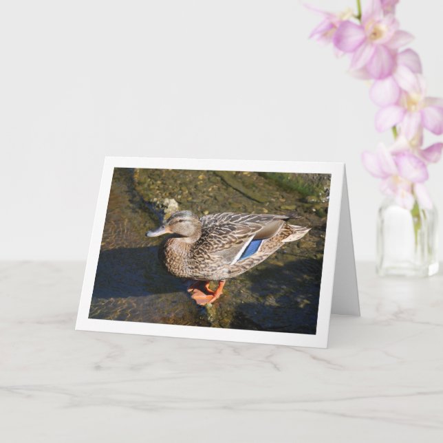 Female Mallard Duck Card (Orchid)