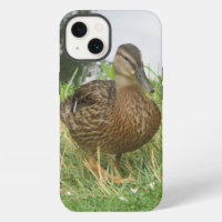 Female Mallard Duck in Natural Wildlife Setting