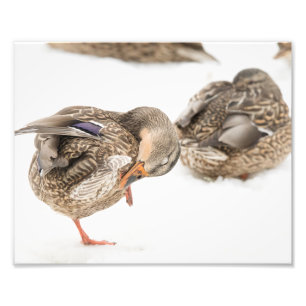 Female Mallard Duck in Snow Print