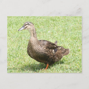 Female Mallard Duck Photo Postcard