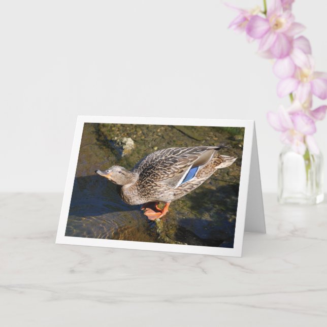 Female Mallard Duck Portrait Card (Orchid)