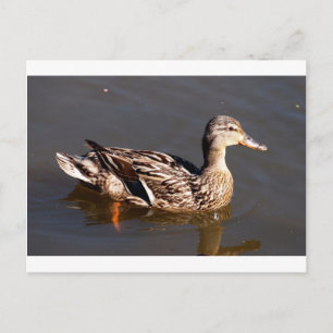 Female Mallard Duck Postcard