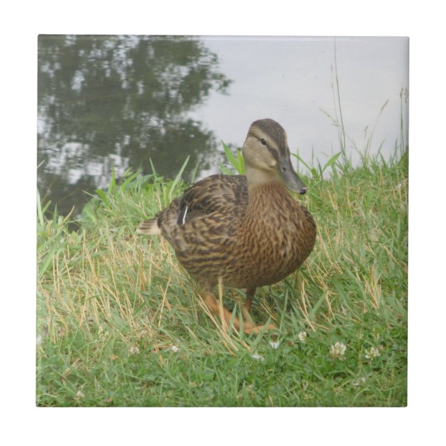 Female Mallard Duck tile (Front)