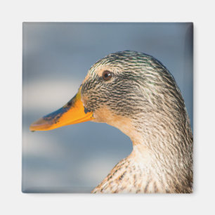 Female Mallard Magnet
