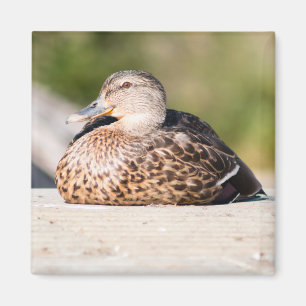 Female Mallard Magnet
