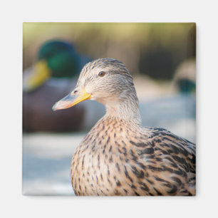 Female Mallard Magnet