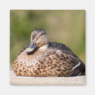 Female Mallard Magnet