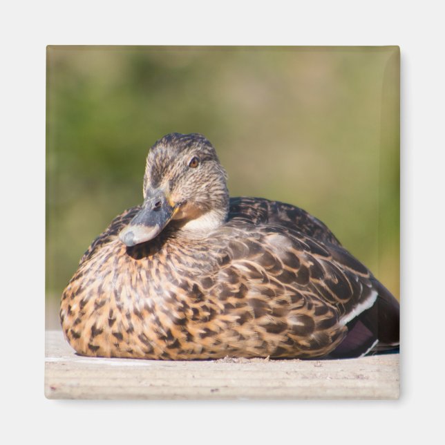 Female Mallard Magnet (Front)