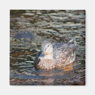 Female Mallard Magnet