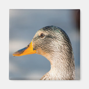 Female Mallard Magnet