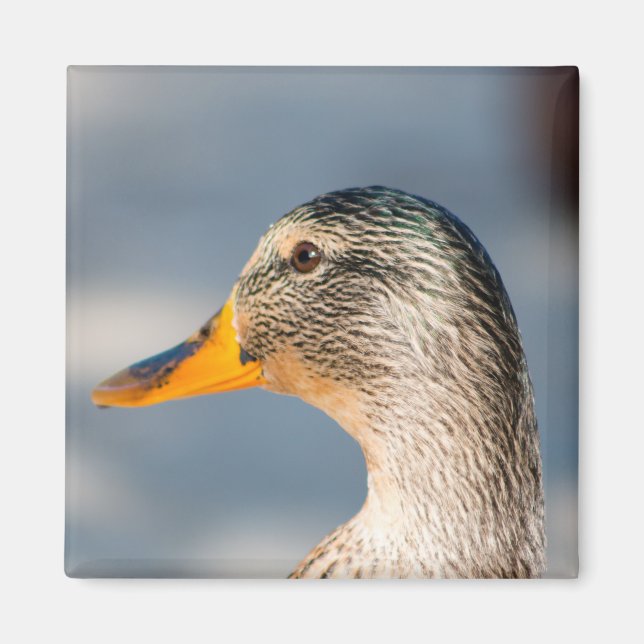 Female Mallard Magnet (Front)