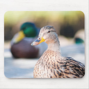 Female Mallard Mouse Pad