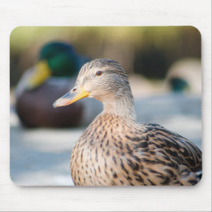 Female Mallard Mouse Pad