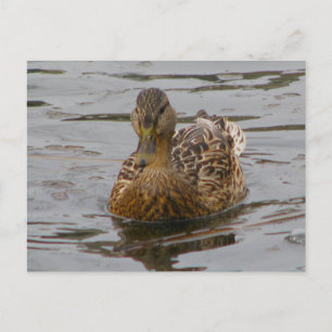 Female Mallard Postcard