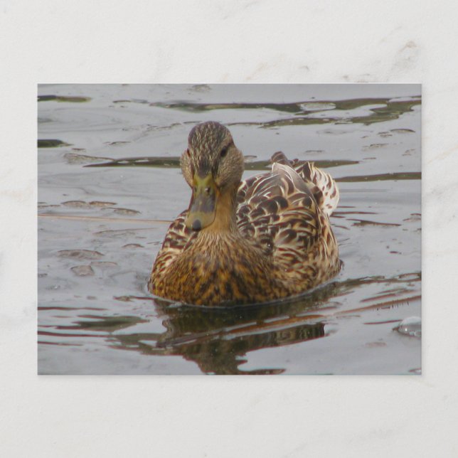 Female Mallard Postcard (Front)