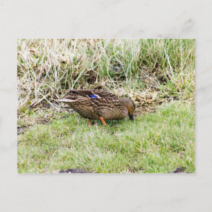 Female Mallard Postcard