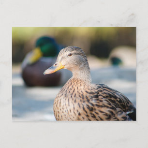 Female Mallard Postcard