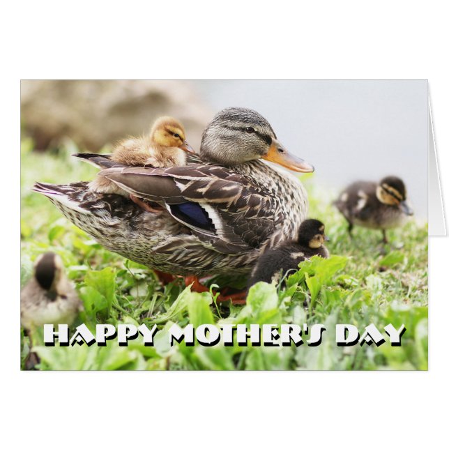 Female Mallard Surrounded By Ducklings (Front Horizontal)