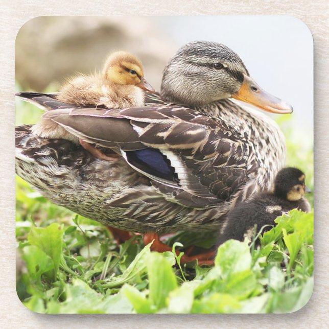 Female Mallard Surrounded By Ducklings Coaster (Front)