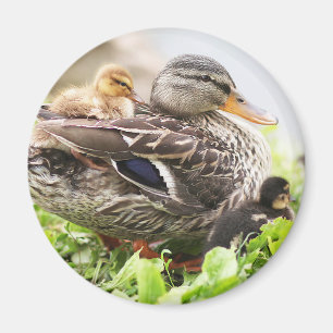 Female Mallard Surrounded By Ducklings Magnet