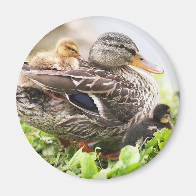 Female Mallard Surrounded By Ducklings Magnet (Front)