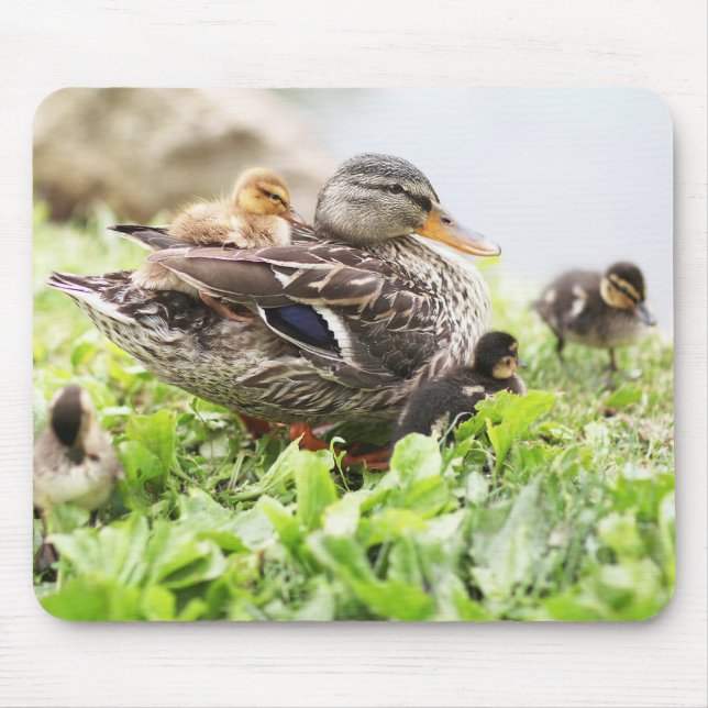 Female Mallard Surrounded By Ducklings Mouse Pad (Front)