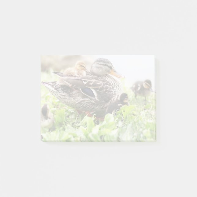 Female Mallard Surrounded By Ducklings Post-it Notes (Front)